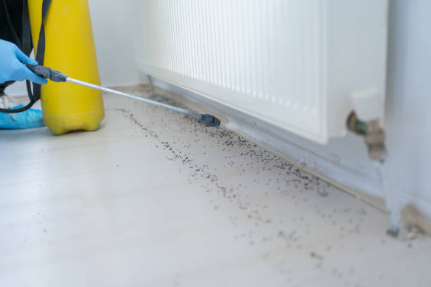 Best Flea Control Services  in Craig Beach, OH
